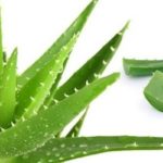 Aloe vera: proprietà e benefici della pianta