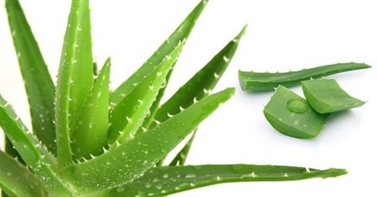 aloe vera