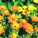 Olio di calendula grande alleato per i nostri tessuti