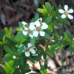 Un viaggio in Australia alla scoperta dell’olio essenziale di tea tree