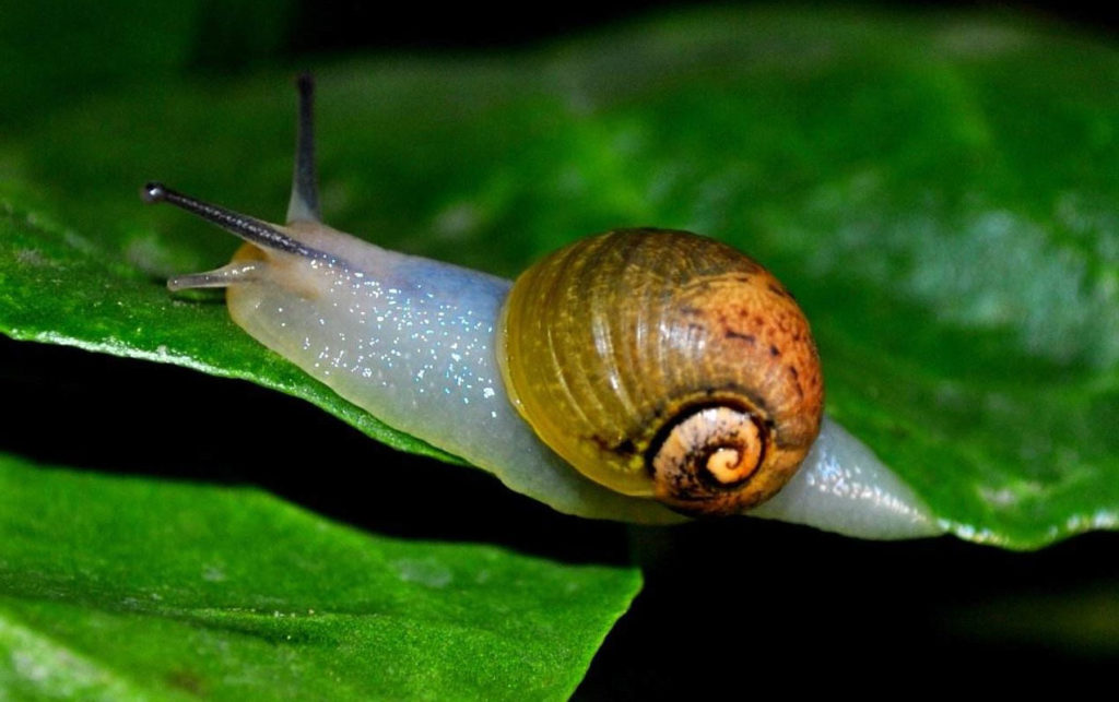 Lumaca su foglie