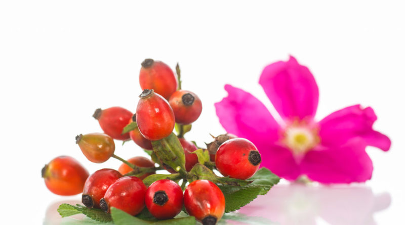 l'olio di rosa mosqueta