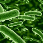 Fermenti lattici: a cosa servono davvero?