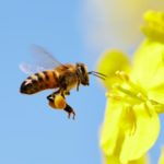 Addio ai pesticidi nocivi per le api