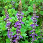 Gli integratori per dimagrire: i benefici del Coleus Forskholii