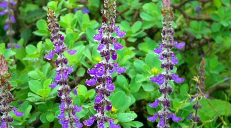 Coleus Forskohlii