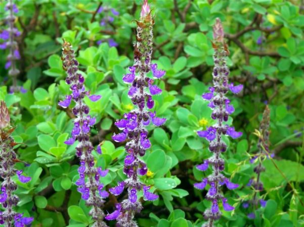 Coleus Forskohlii