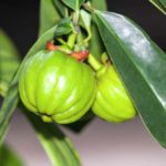 Come è possibile dimagrire con la Garcinia