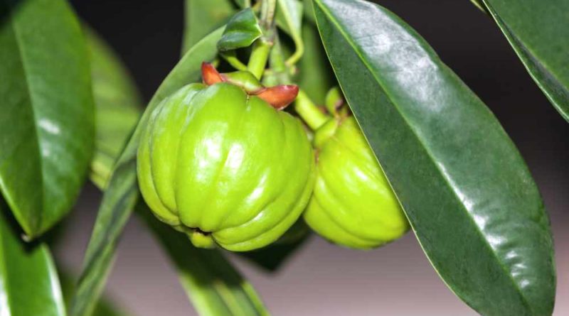 Garcinia