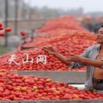 I pomodori cinesi e il grano canadese non tutelano i consumatori