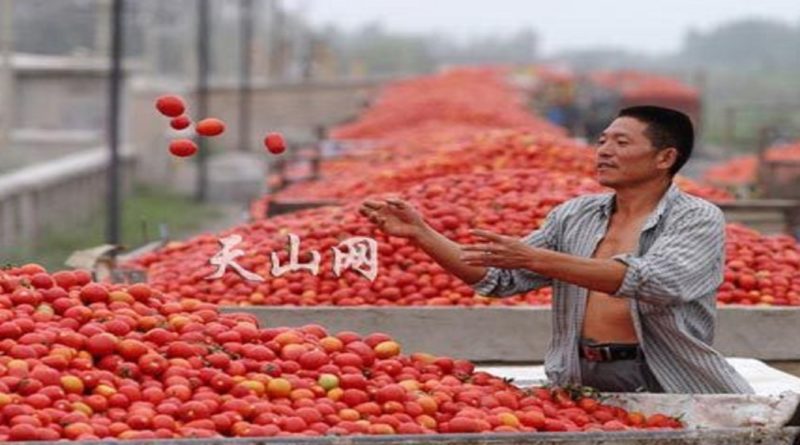 pomodori cinesi