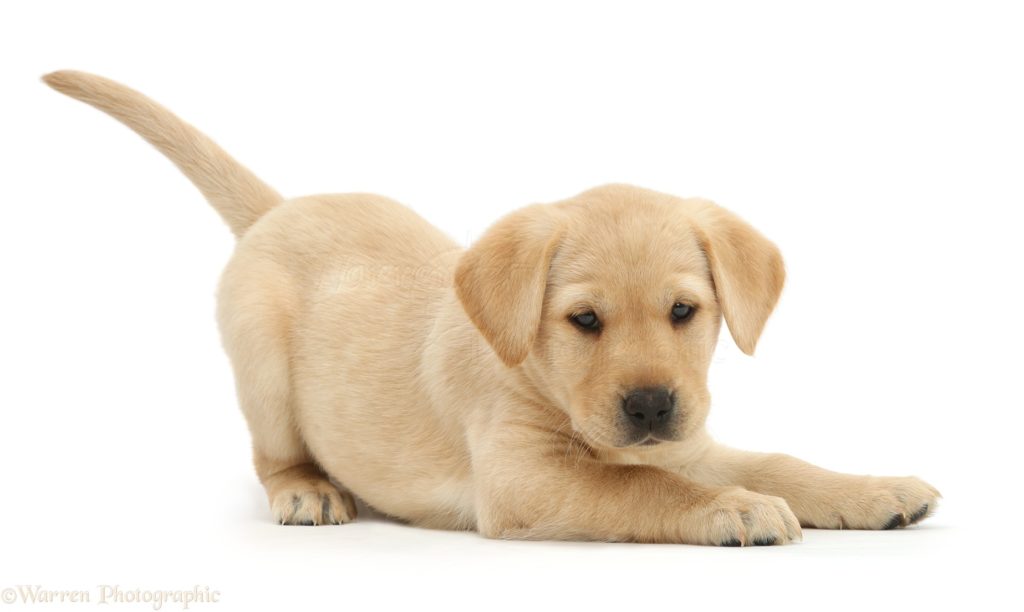 il cane