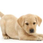 Il cane è il migliore amico per il fitness