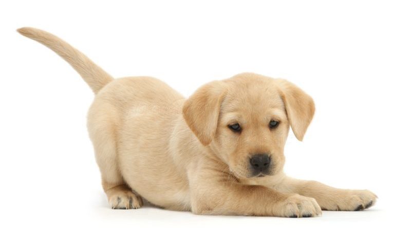 il cane