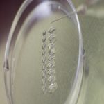 La fecondazione assistita e l’inseminazione artificiale come aiuto alla coppia