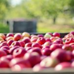 Agricoltura, cresce la produzione di mele negli ultimi decenni
