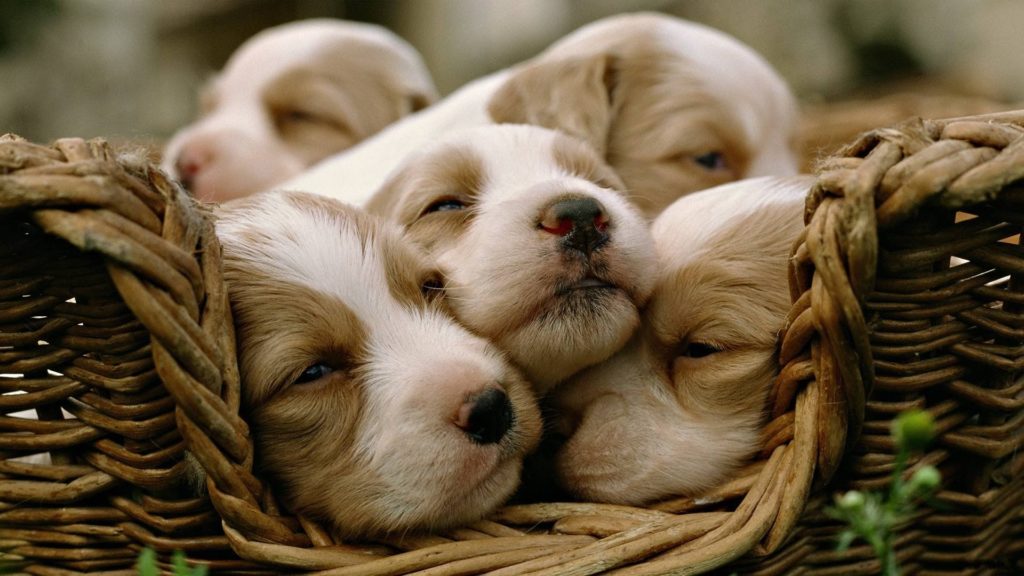 Cuccioli antistress