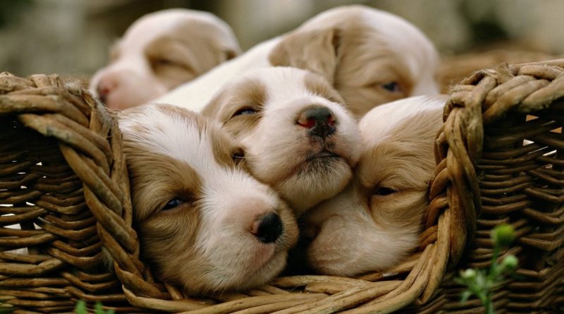 Cuccioli antistress