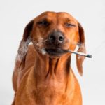 Cannabis per curare depressione e aggressività degli animali domestici