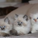 I gatti hanno effetti positivi sulla salute