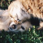 Bologna. Come elaborare il lutto dell’animale domestico
