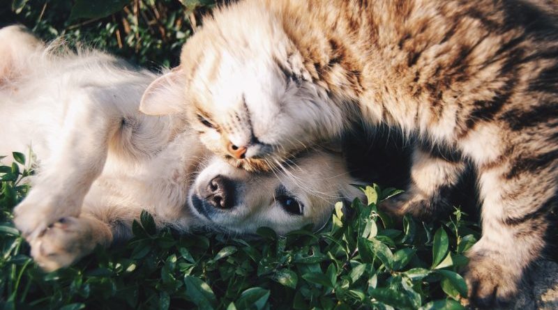 Come elaborare il lutto dell’animale domestico