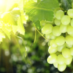 L’uva un frutto energizzante: alimento medicinale