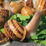La bava di lumaca: il segreto per una pelle perfetta