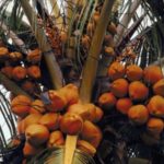 Olio di palma nei biocarburanti dal 2020 stop in Norvegia