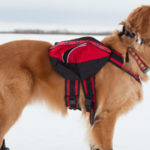 Cappotto per il cane contro il freddo: serve sempre?