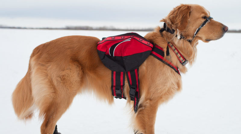 Cappotto per il cane contro il freddo