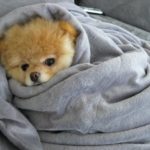 Come proteggere gli animali dal freddo: consigli per cani e gatti