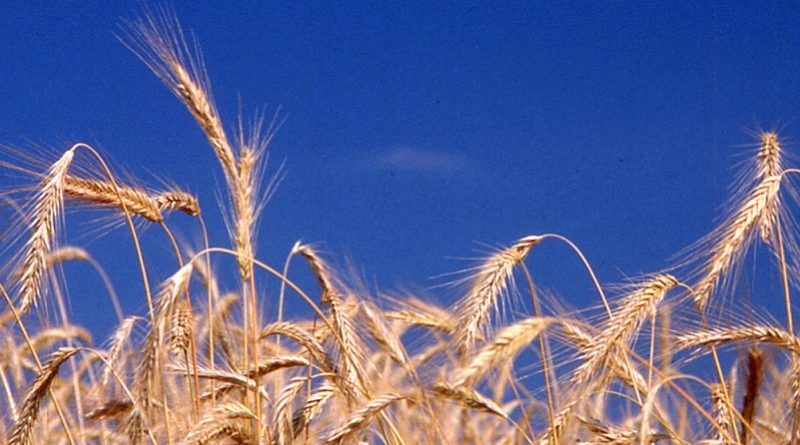 Etichettatura spighe di grano