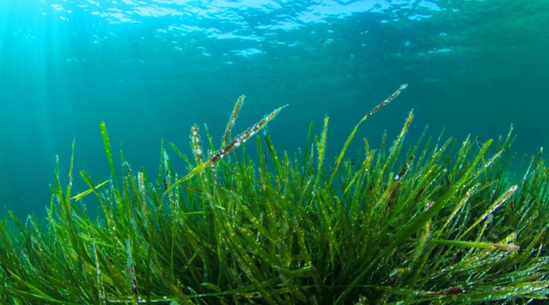 Alga spirulina