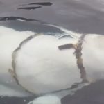 Animali guerrieri: c’è il manuale dell’esercito americano