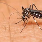 Le zanzare pizzicano certe persone perchè…