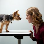 Cibo per cani: meglio gli alimenti umidi o le crocchette?