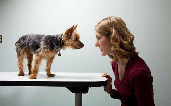 Il legame fra animali e padroni