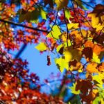 Come rinforzare il sistema immunitario in autunno
