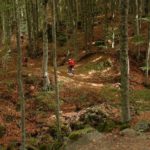 Foreste: 12 milioni dalla Regione Toscana per azioni a tutela