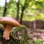 Andare per funghi: i consigli e le regole per evitare inconvenienti