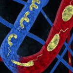 Microrobot capace di cambiare forma per navigare nel corpo umano