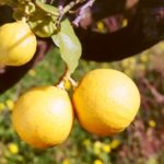 Bergamotto: in Calabria si punta sulla qualità