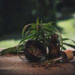 Olio di CBD: la guida all’acquisto