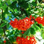 Alberi endemici d’Europa: la metà rischia di sparire