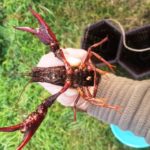Gambero rosso della Louisiana trovato in alcune fosse della Bassa Atesina