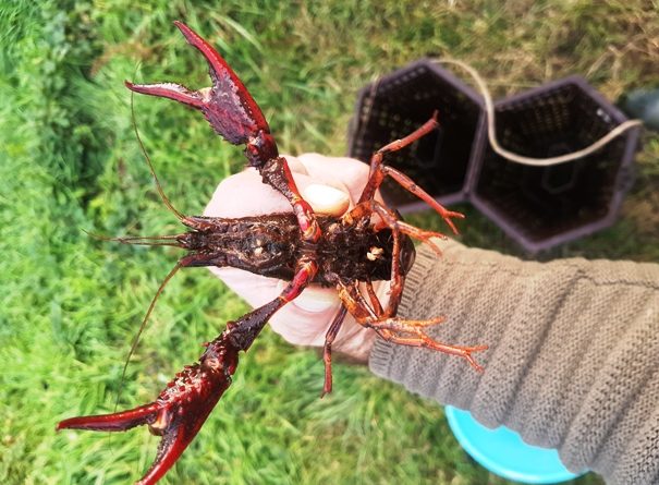 Gambero rosso della Louisiana