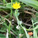 La biodiversità nelle comunità di piante infestanti aiuta l’agricoltura