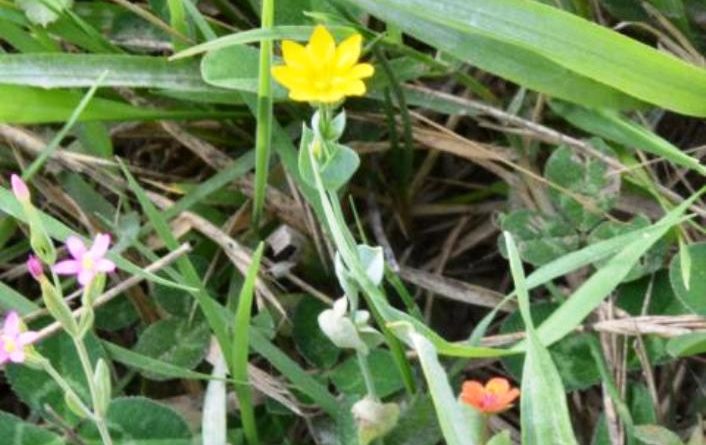 la biodiversità nelle comunità di piante infestanti