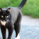Gatti con zampe dal pelo chiaro: i calzini bianchi